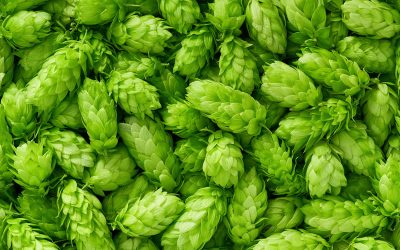 Hop Characteristics, Substitution Chart, and Latest Trends