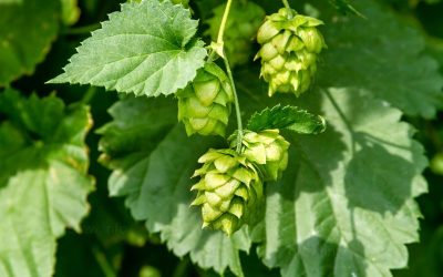 Hops Vocabulary encompasses Alpha Acids, IBUs, and Hop Aroma Profiles