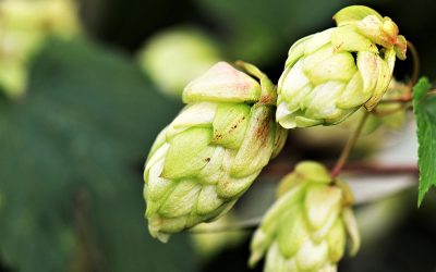 A Homebrewer’s Guide To Hop Varieties And Usage
